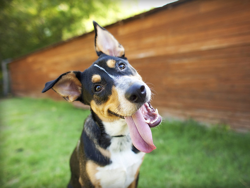 Wie alt ist Ihr Hund wirklich?
