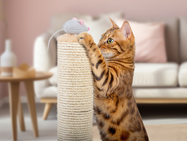 mera Katzenratgeber - Katze beschäftigen