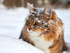 Beschäftigung für Katzen im Winter