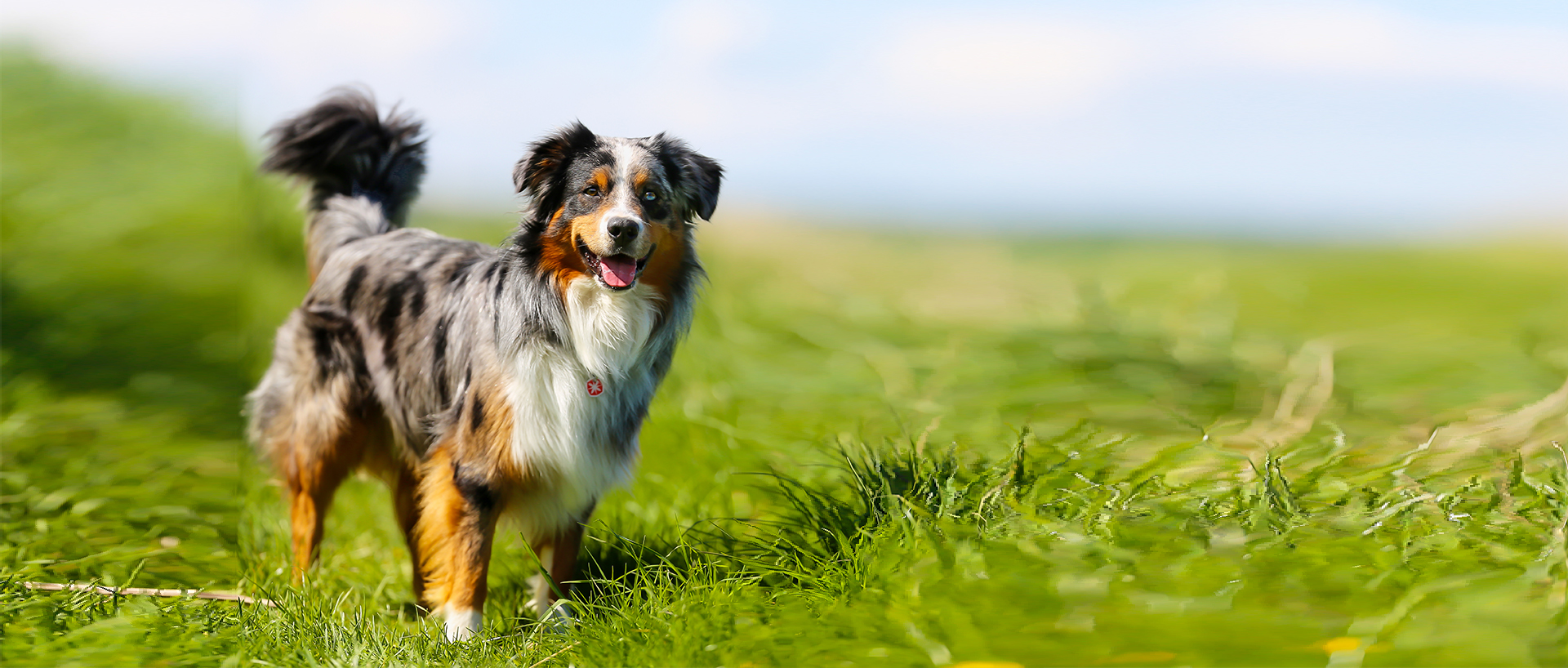 mera petfood hunderassen australien shepard