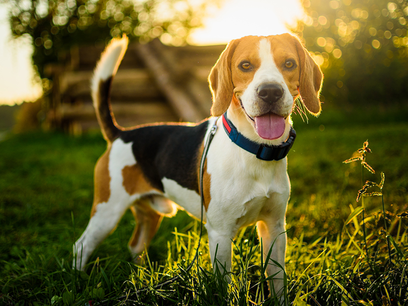 mera petfood hunderassen beagle