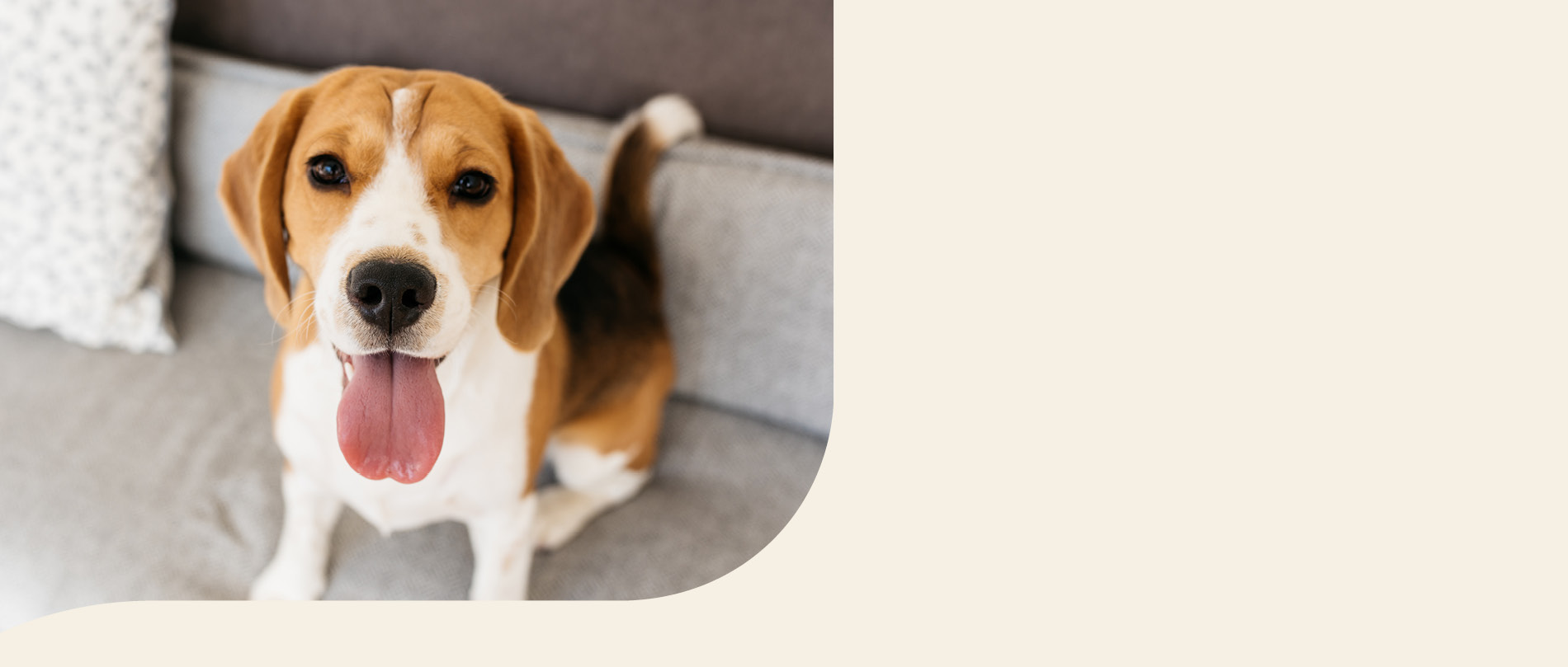 mera petfood hunderassen beagle