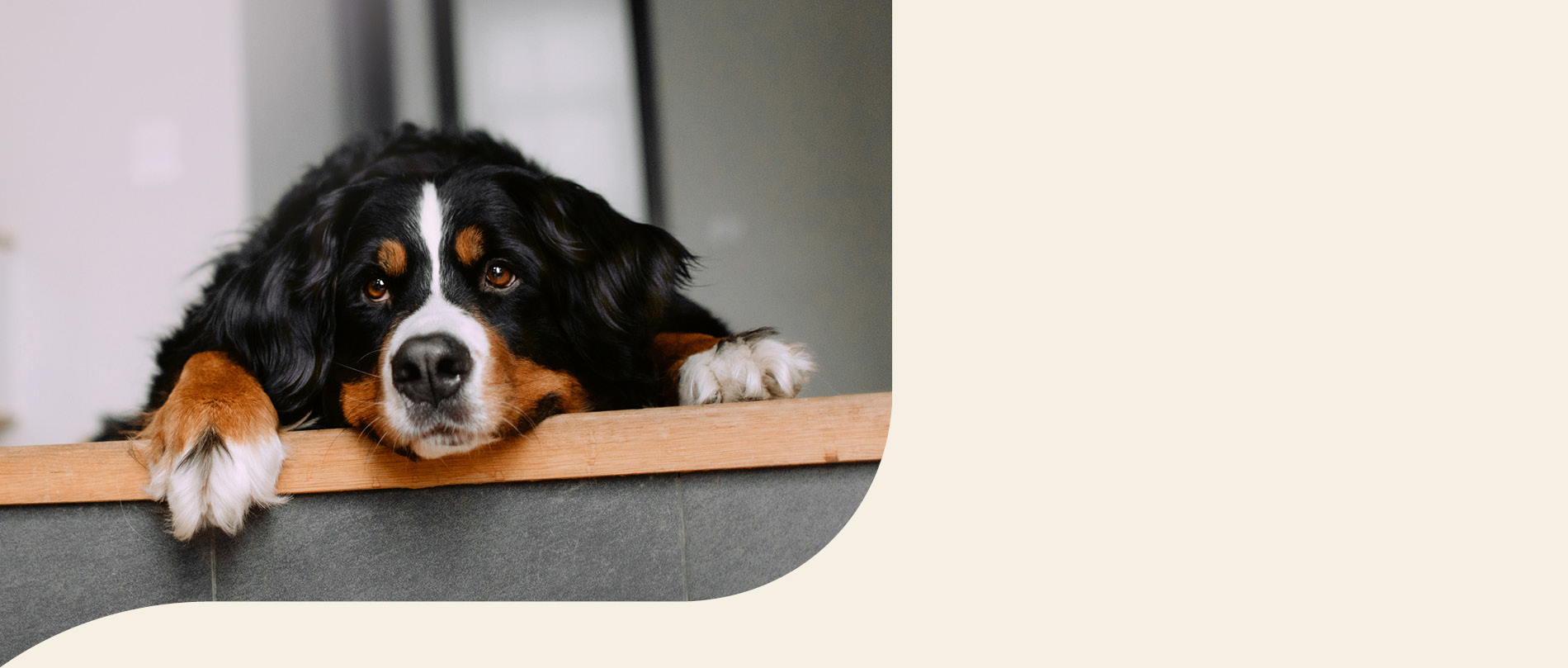 mera petfood hunderassen berner sennenhund