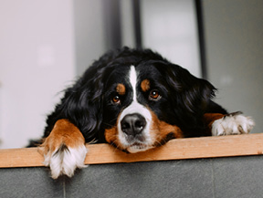 mera petfood hunderassen berner sennenhund