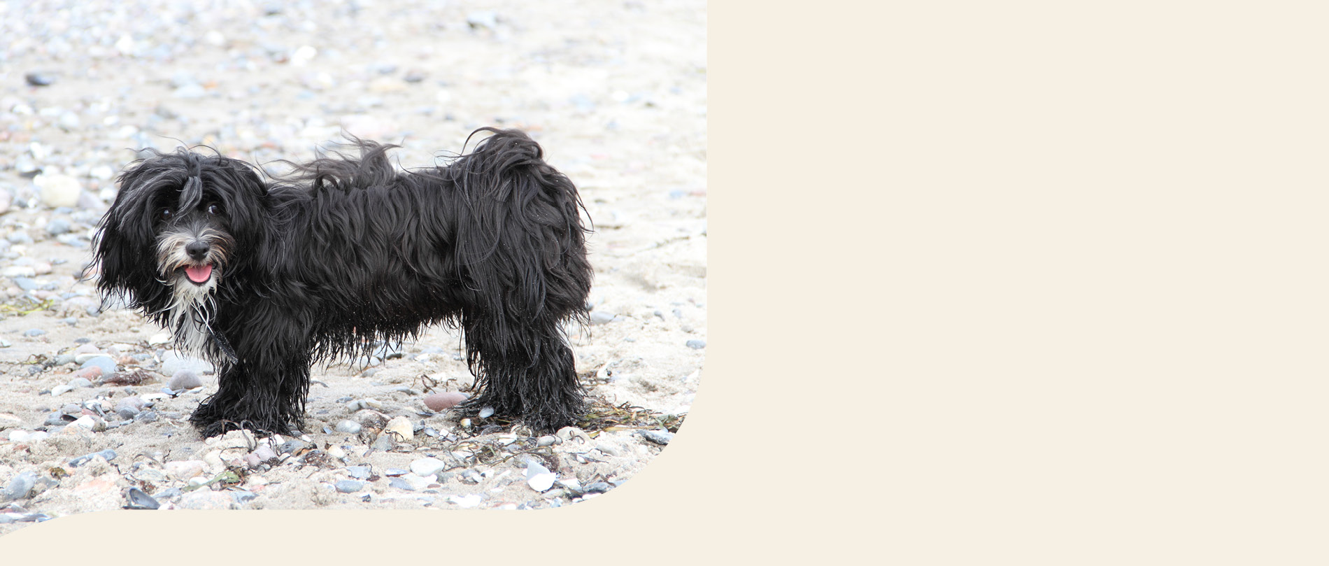 mera petfood hunderassen bologneser