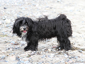 mera petfood hunderassen bologneser