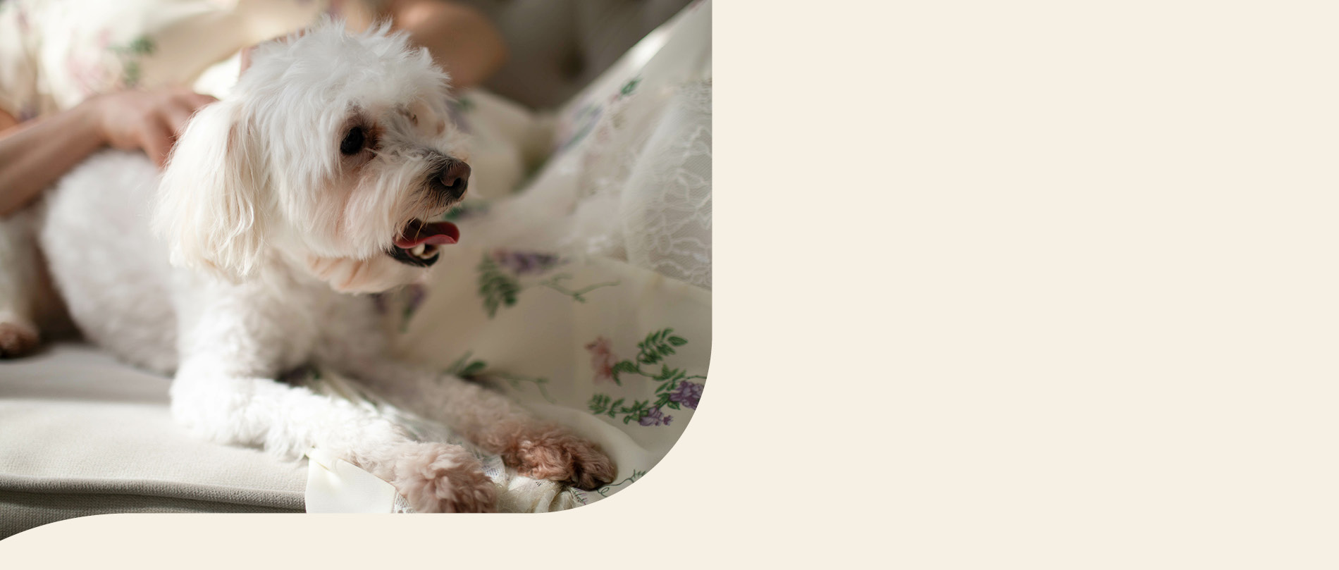 mera petfood hunderassen bolonka zwetna