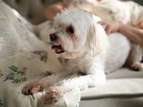 mera petfood hunderassen bolonka zwetna