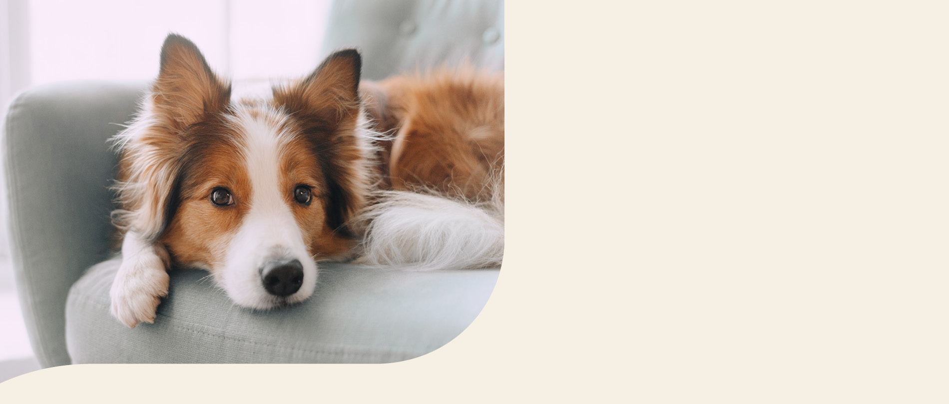 mera petfood hunderassen border collie