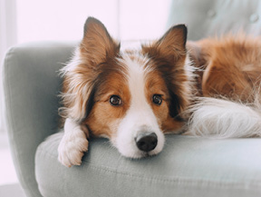 mera petfood hunderassen border collie