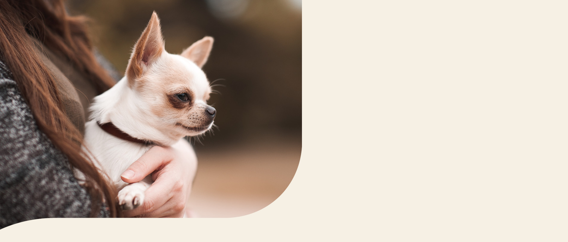 mera petfood hunderassen chihuahua