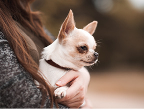 mera petfood hunderassen chihuahua