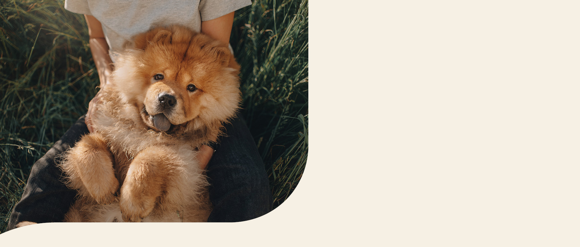 mera petfood hunderassen chow chow