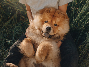 mera petfood hunderassen chow chow