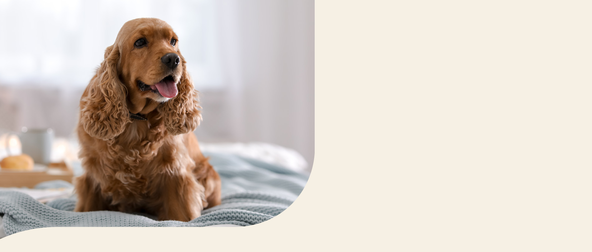 mera petfood hunderassen cocker spaniel