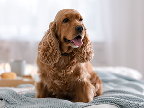 mera petfood hunderassen cocker spaniel