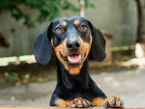 mera petfood hunderassen dackel