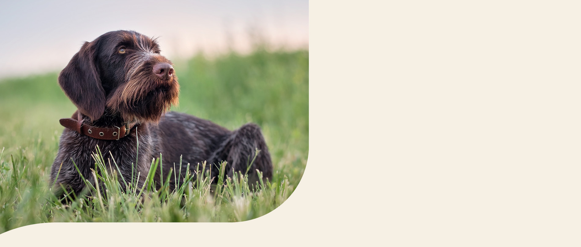 mera petfood hunderassen deutsch drahthaar