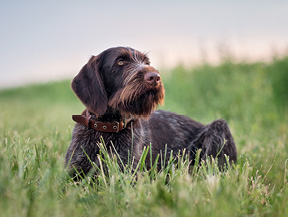 mera petfood hunderassen deutsch drahthaar