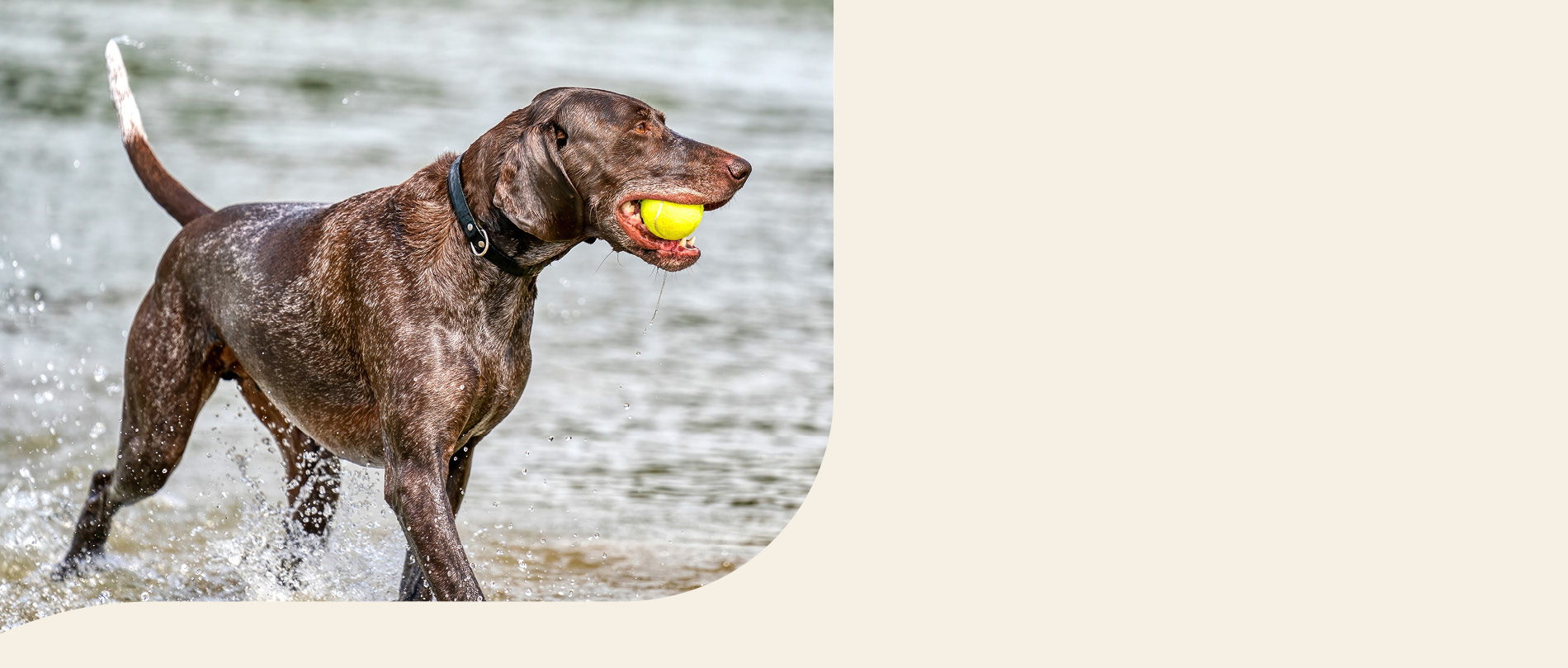 mera petfood hunderassen deutsch kurzhaar