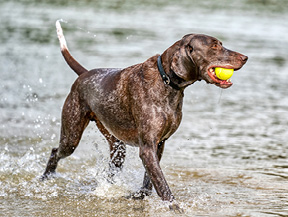 mera petfood hunderassen deutsch kurzhaar