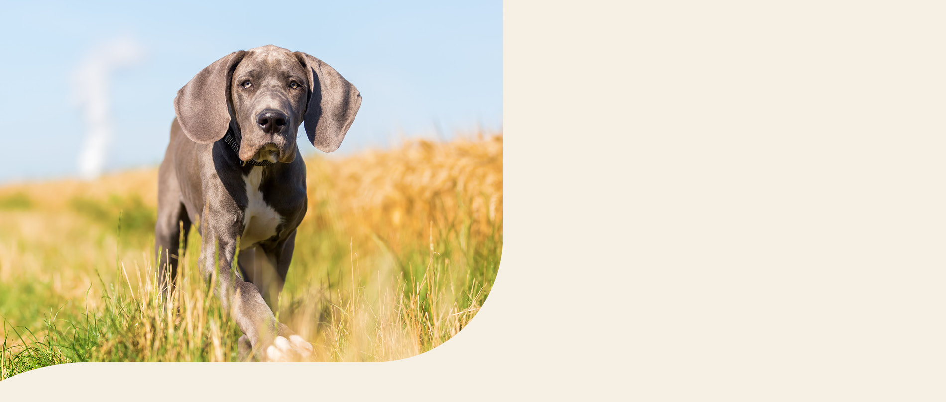 mera petfood hunderassen deutsche dogge