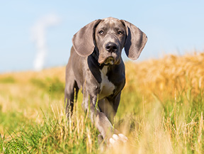 mera petfood hunderassen deutsche dogge