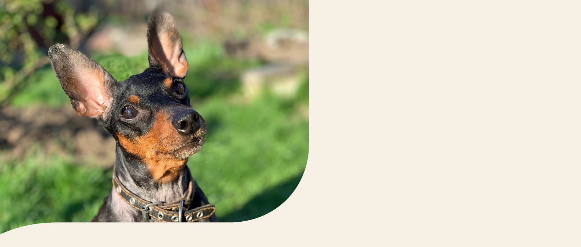 mera petfood hunderassen deutscher pinscher