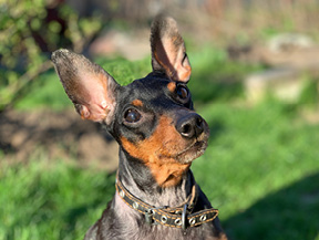 mera petfood hunderassen deutscher pinscher