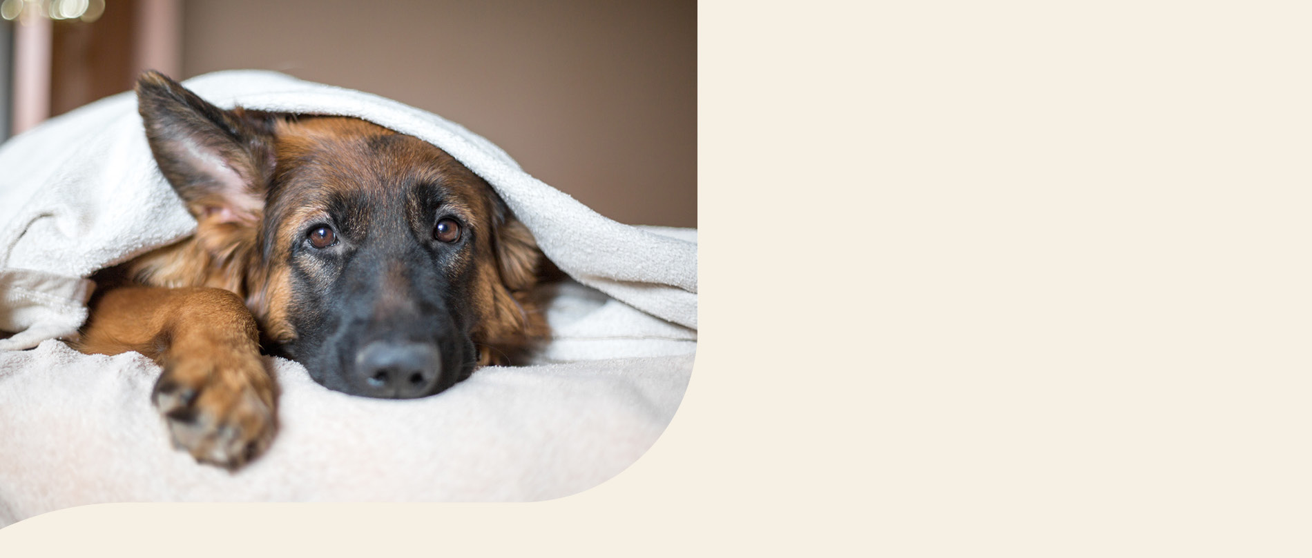 mera petfood hunderassen deutscher schäferhund