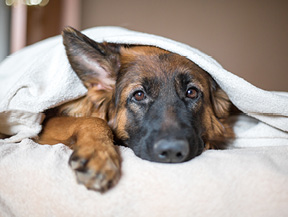 mera petfood hunderassen deutscher schäferhund