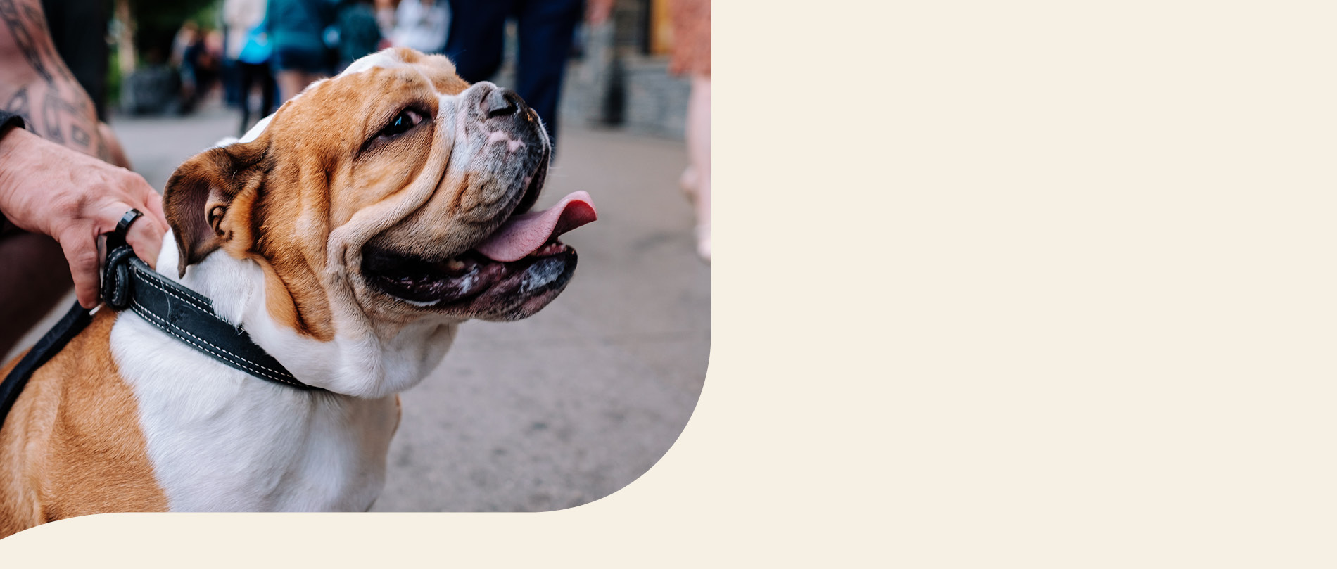 mera petfood hunderassen englische bulldogge