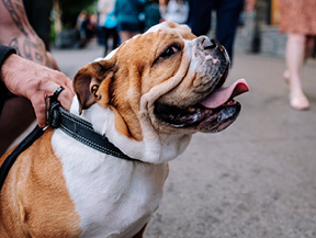mera petfood hunderassen englische bulldogge