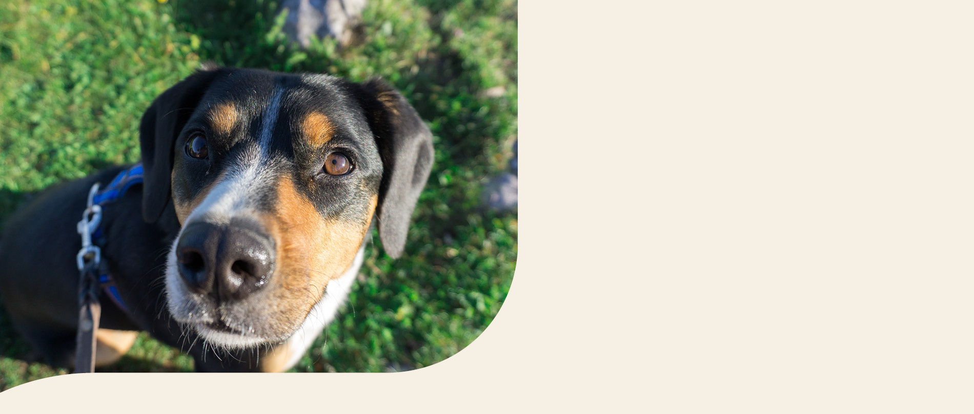 mera petfood hunderassen entlebucher sennenhund