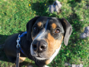 mera petfood hunderassen entlebucher sennenhund