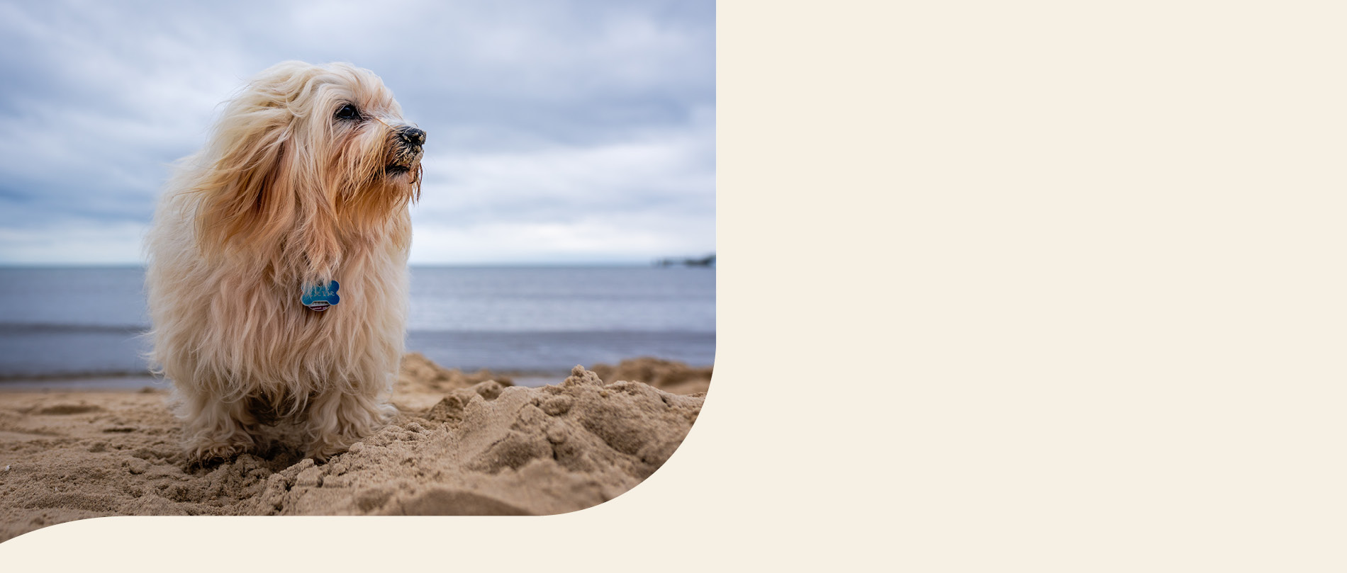 mera petfood family havaneser