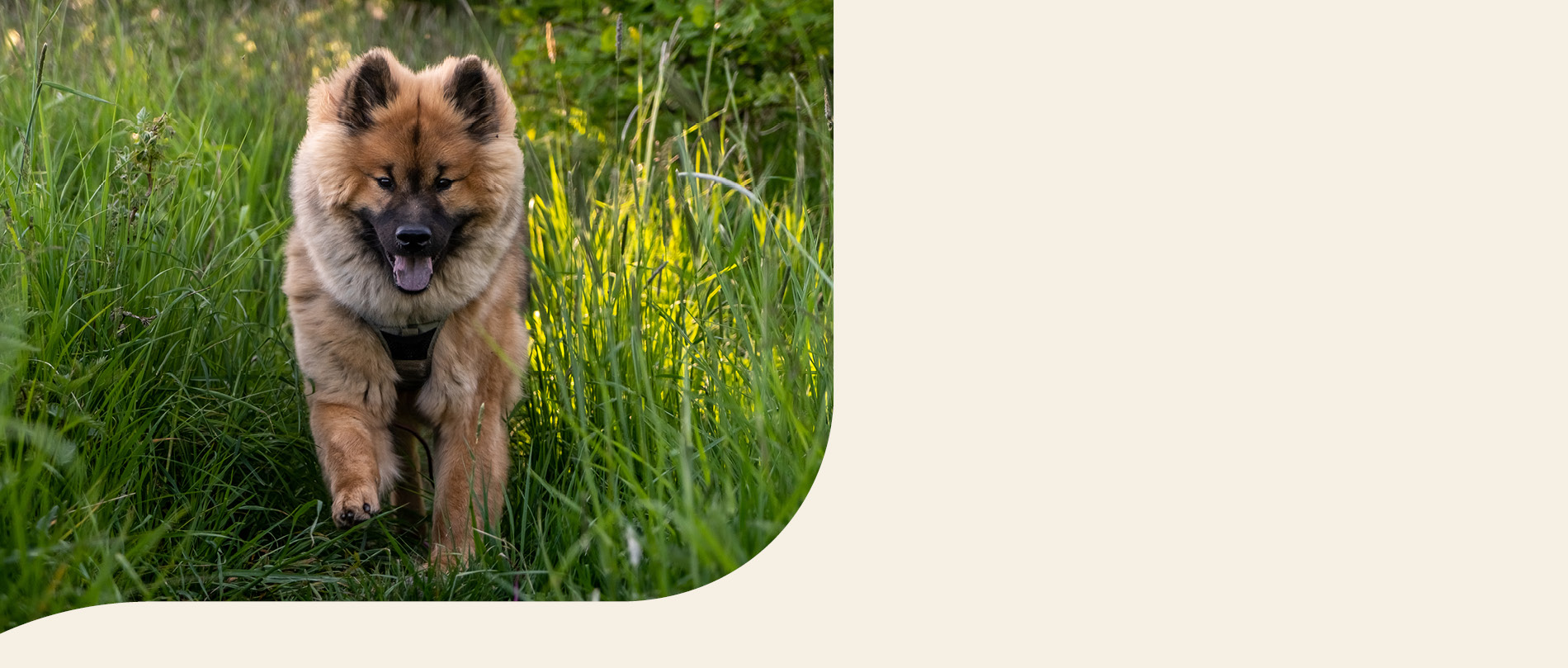 mera petfood hunderassen eurasier