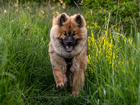 mera petfood hunderassen eurasier