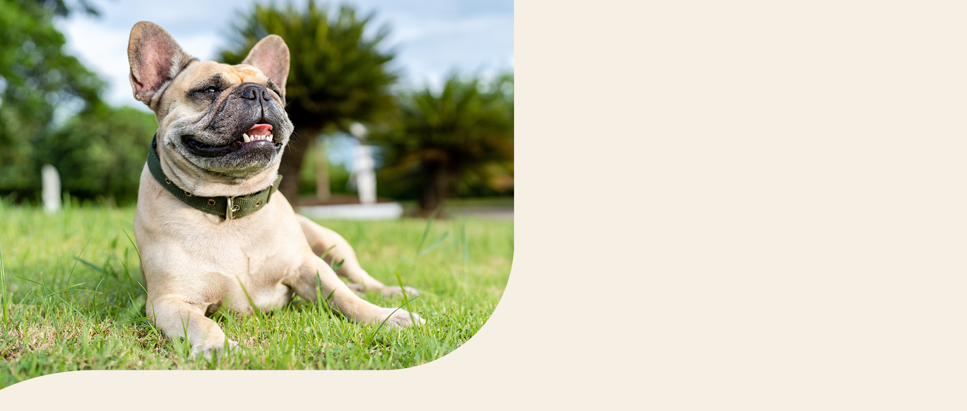 mera petfood hunderassen französische bulldogge
