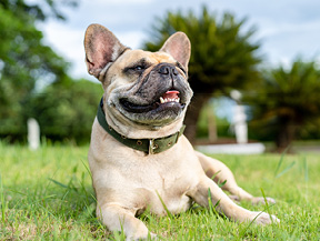 mera petfood hunderassen französische bulldogge