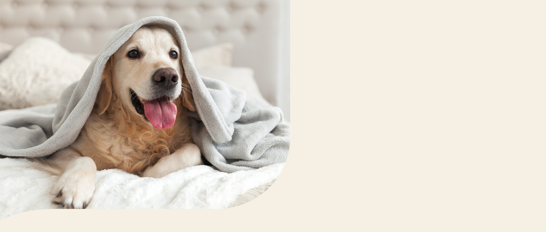 mera petfood hunderassen golden retriever