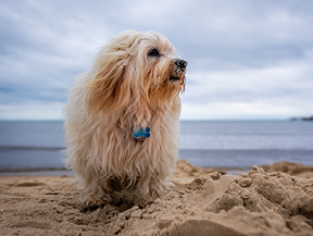 mera petfood family havaneser