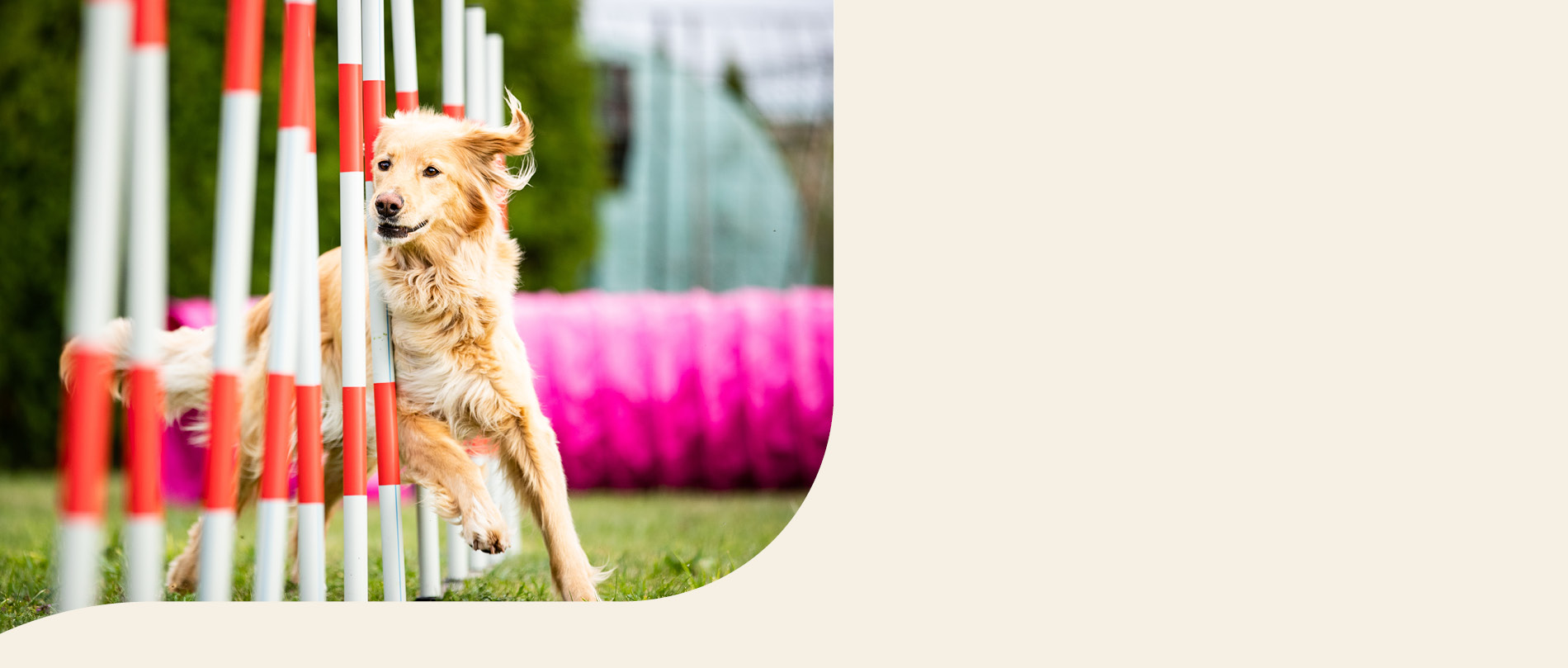 mera petfood family hovawart