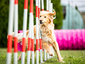 mera petfood family hovawart