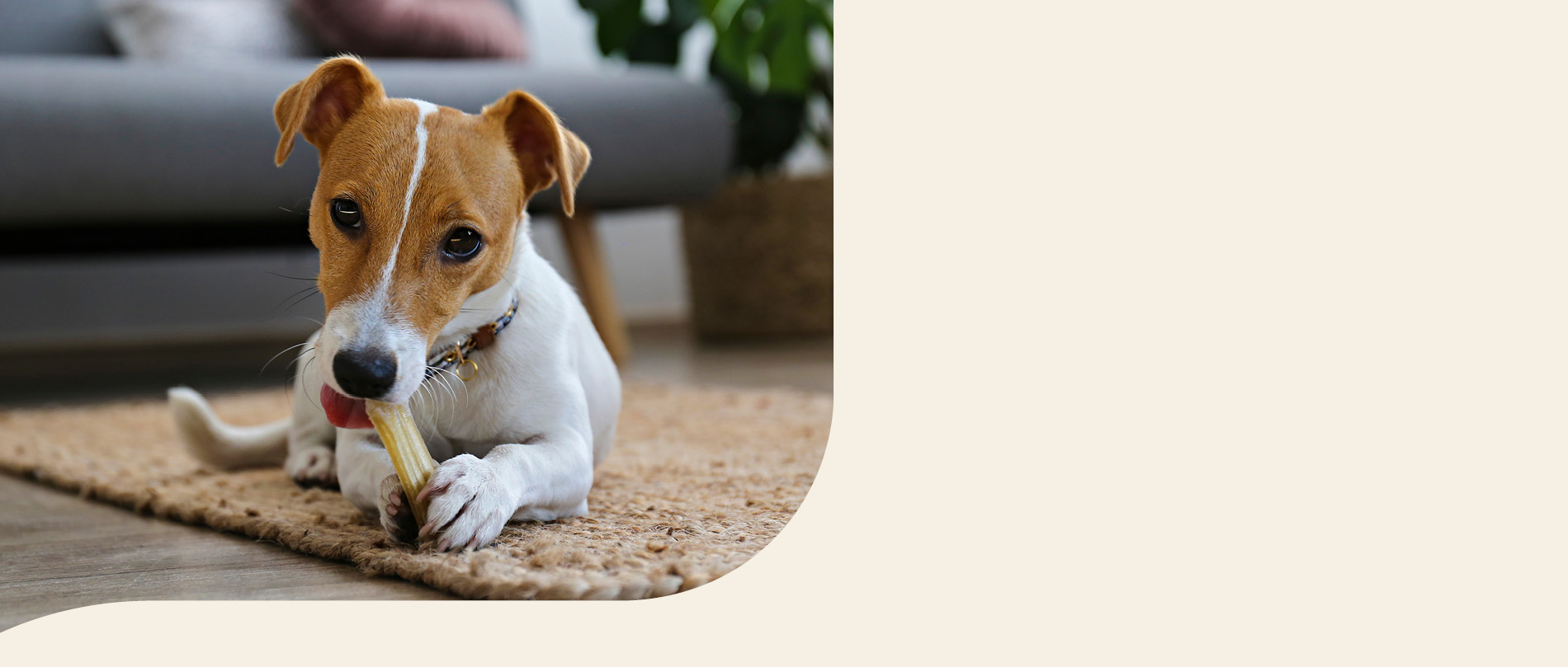 mera petfood hunderassen jack russel terrier