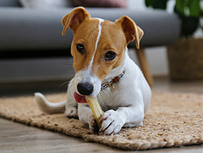 mera petfood hunderassen jack russel terrier