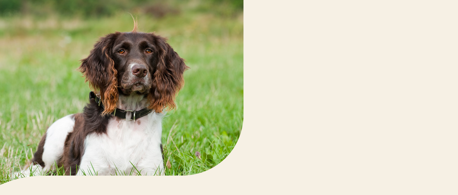 mera petfood family kleiner münsterländer