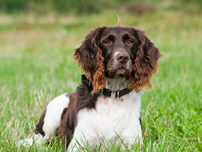 mera petfood family kleiner münsterländer