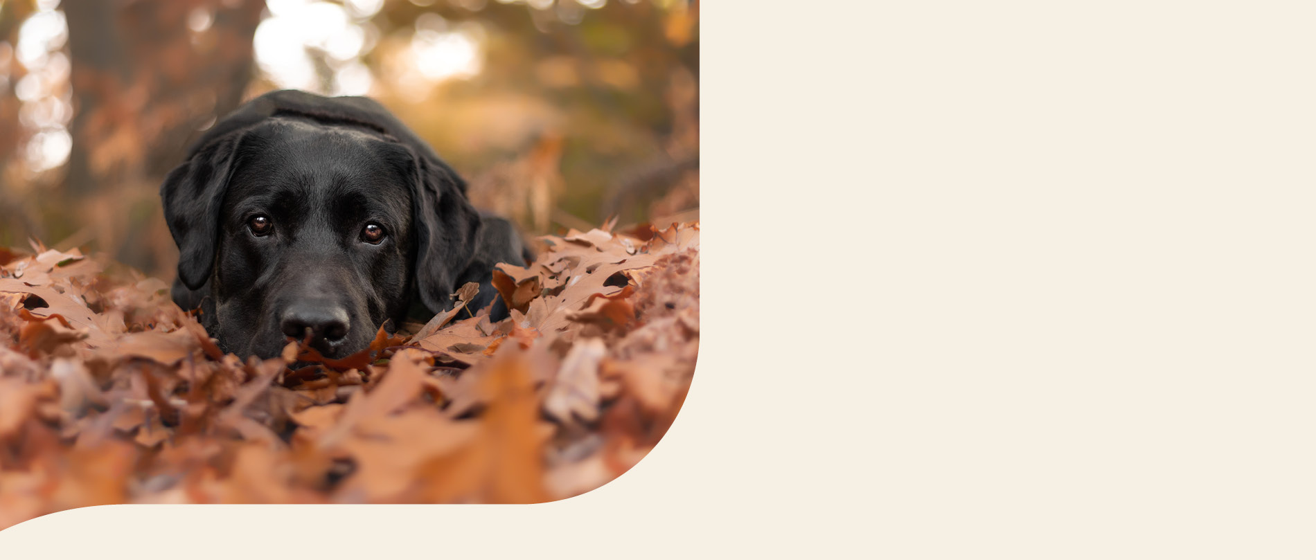 mera petfood family labrador retriever