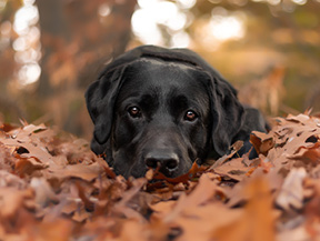 mera petfood family labrador retriever